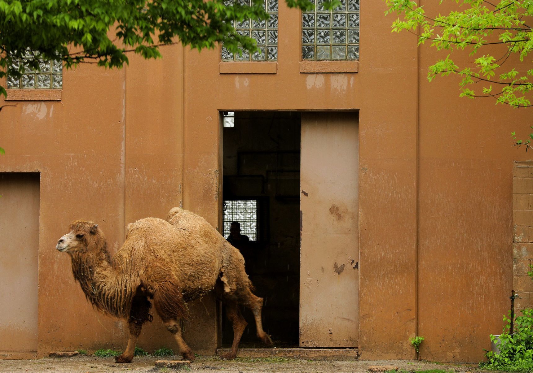 Most work continues at St. Louis Zoo despite coronavirus